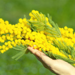 festa-della-donna-mimosa